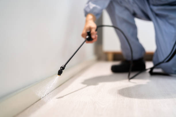 Licensed Wasp Removal service in Wyndham, VA - Show Me Pest Control